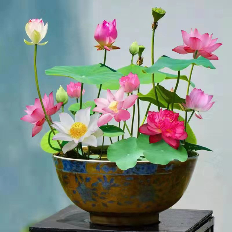 Lotus Seeds for Planting Aquatic Bonsai - 50g