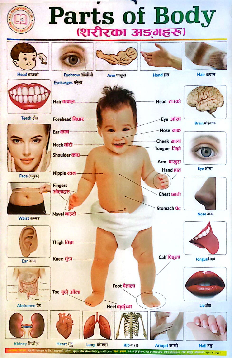Parts Of Body Chart (18" × 28", Educational Wall Chart)