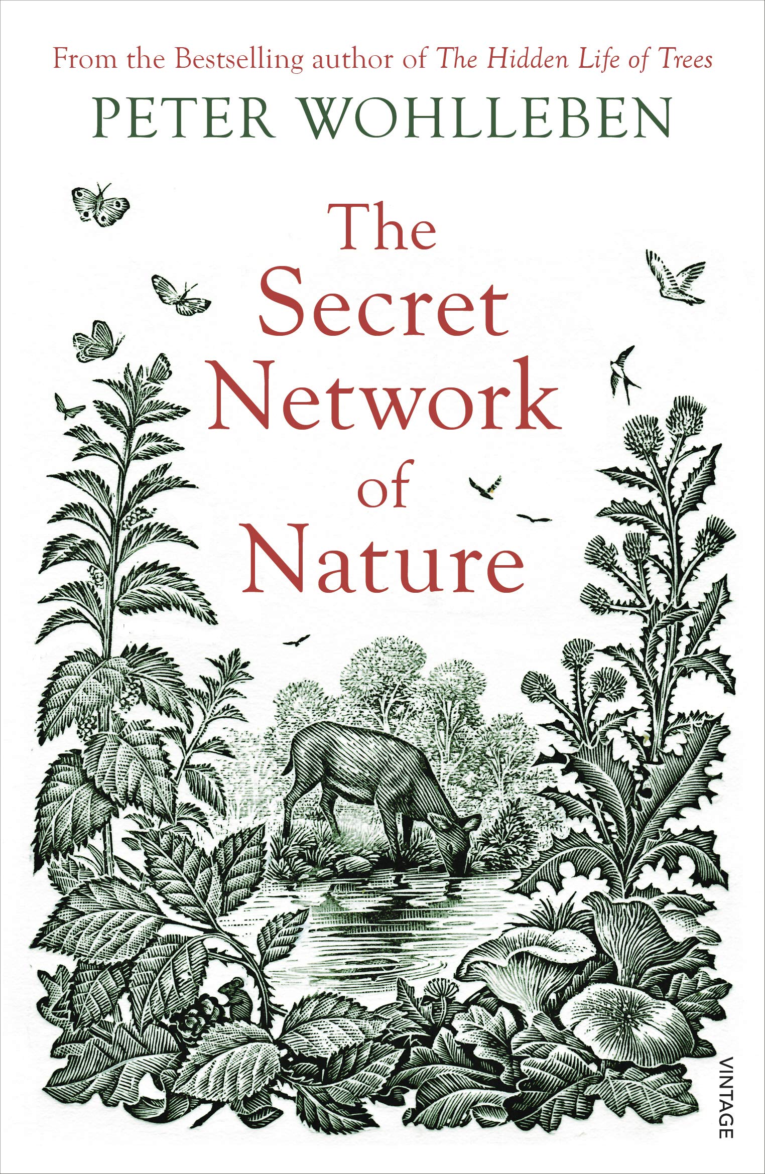 The Secret Network of Nature By Peter Wohlleben (Paperback) 
