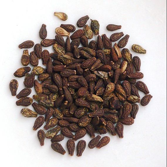 Shivalingi Seed - 250gm