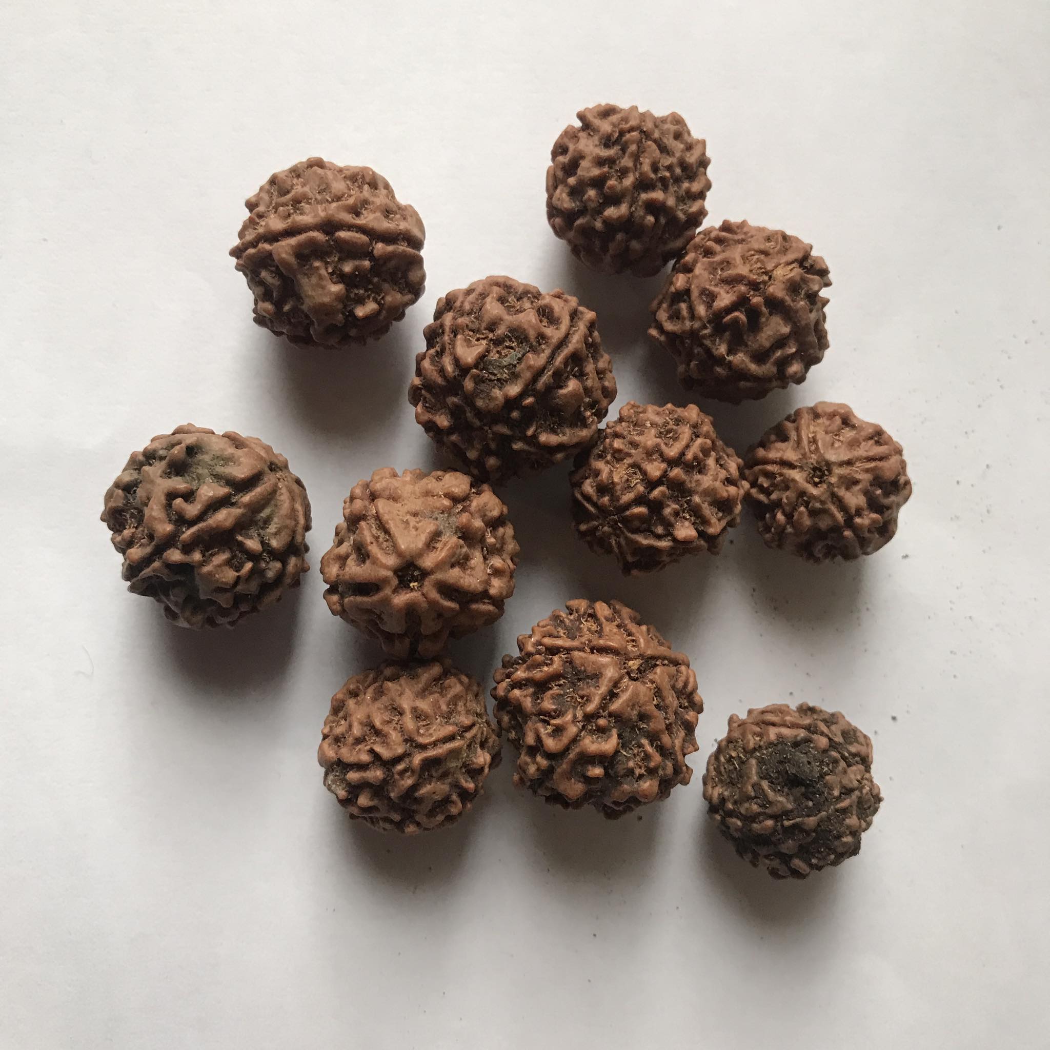Original Nepali 5 Mukhi Rudraksha For Puja - 1 kg