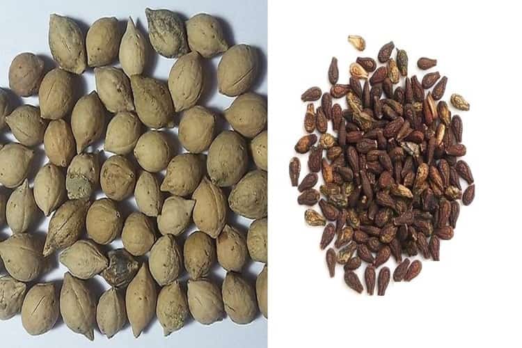 Putrajeevak & Shivalingi Seed Combo - 250Gm Each