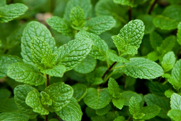Mint Dry Leave Pudina Pat - 500Gm