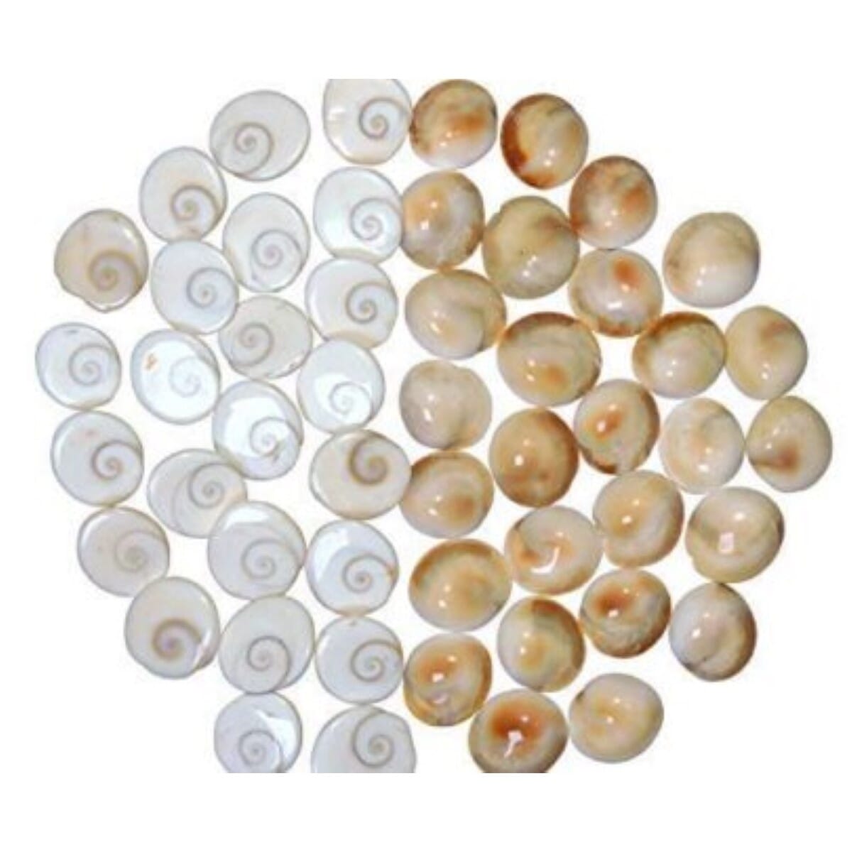 Gomati Chakra Navi Sankha - 20Pc (40Gm)