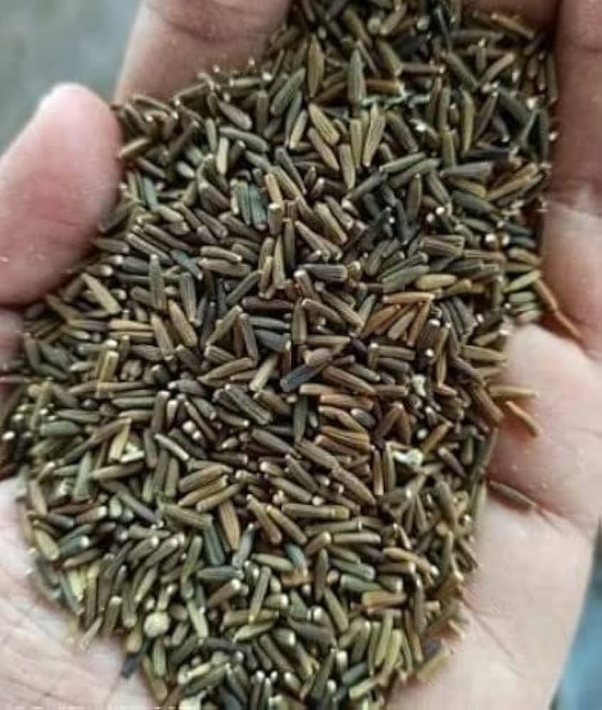 Kalo Jeera  Black Cumin Bitter - 100Gm  