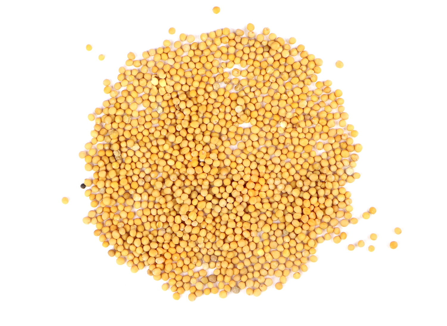 Mustard Seed Sarso 1Kg