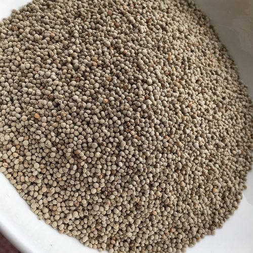 Silam Perilla Seeds - 2Kg