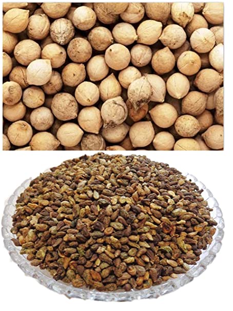 Shivalingi And Putra Jivak Seed Beej - 200Gm Each