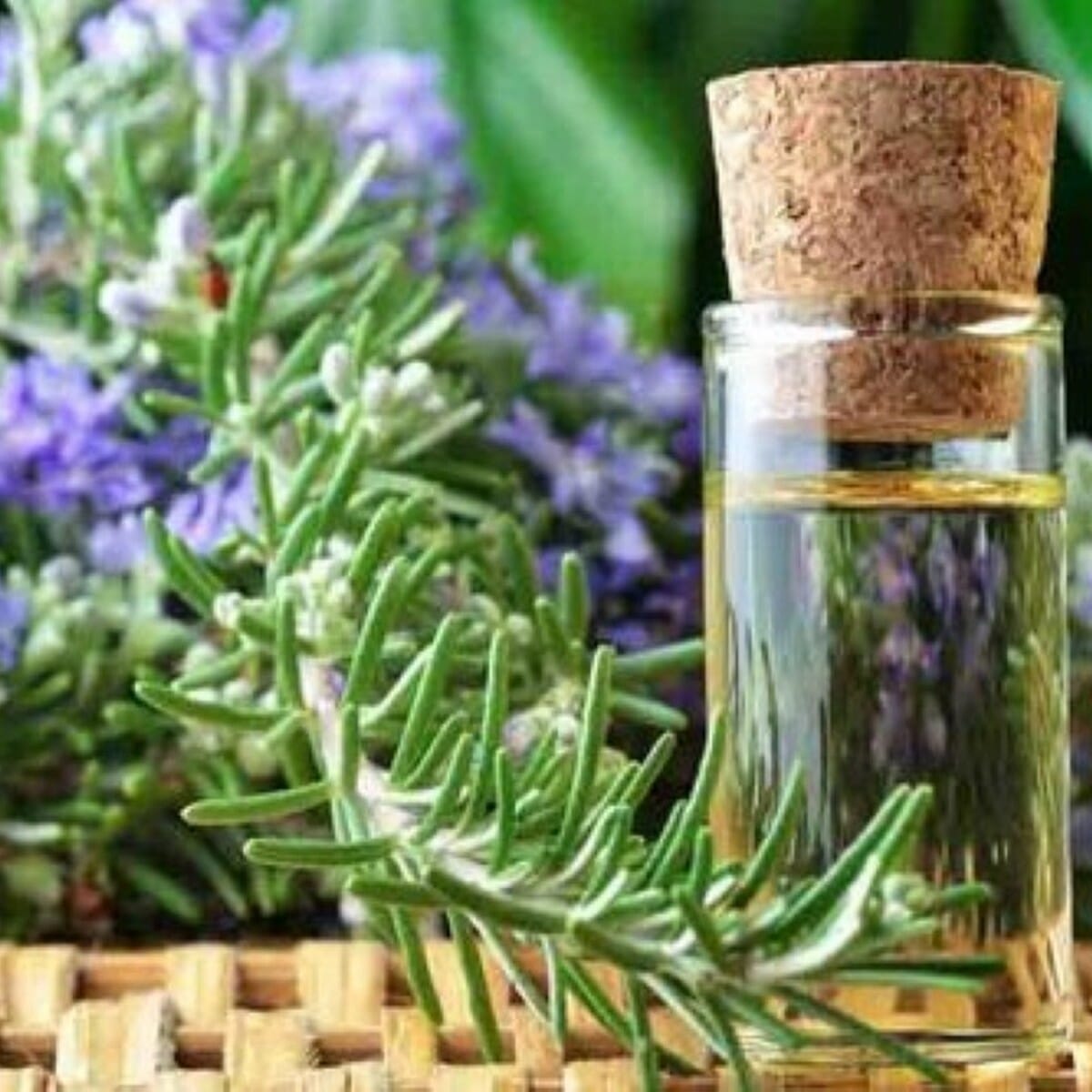 Rosemary Refined Essential Oil - 100ml Fruity 